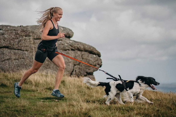 canicross spaniel 2